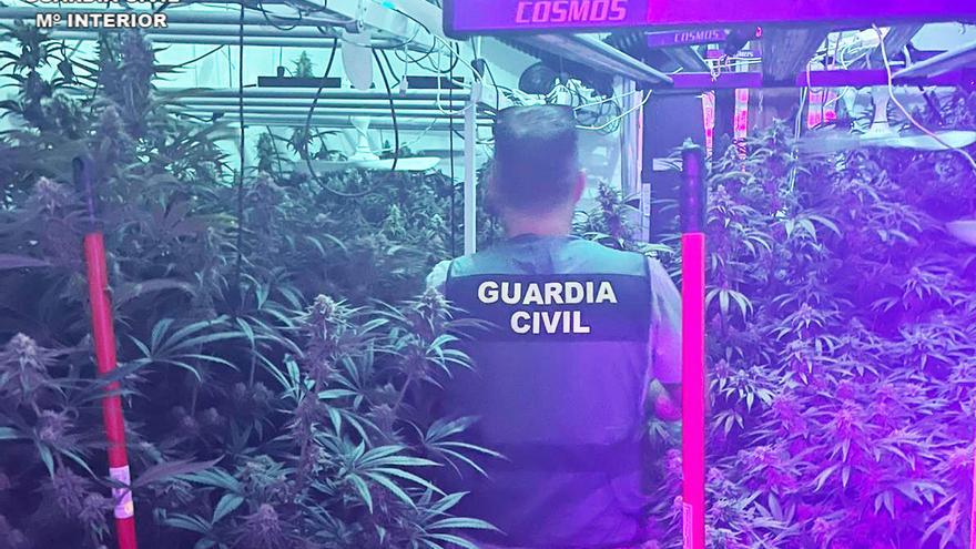 Detenido en Inca con 200 plantas de marihuana y 12 kilos de hachís