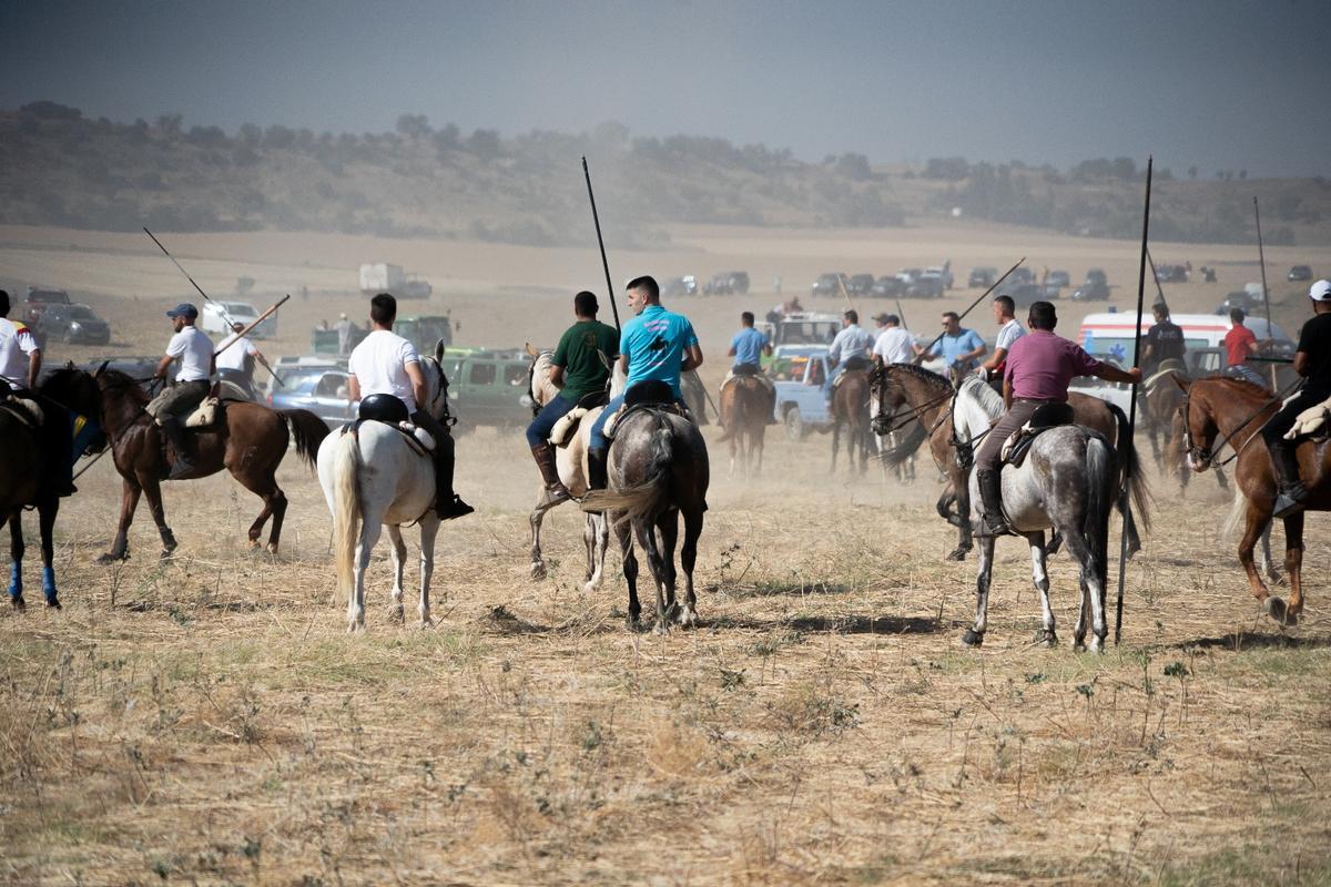 GALERÍA| Multitudinario encierro de campo en Moraleja del Vino GALERÍA| Multitudinario encierro de campo en Moraleja del Vino
