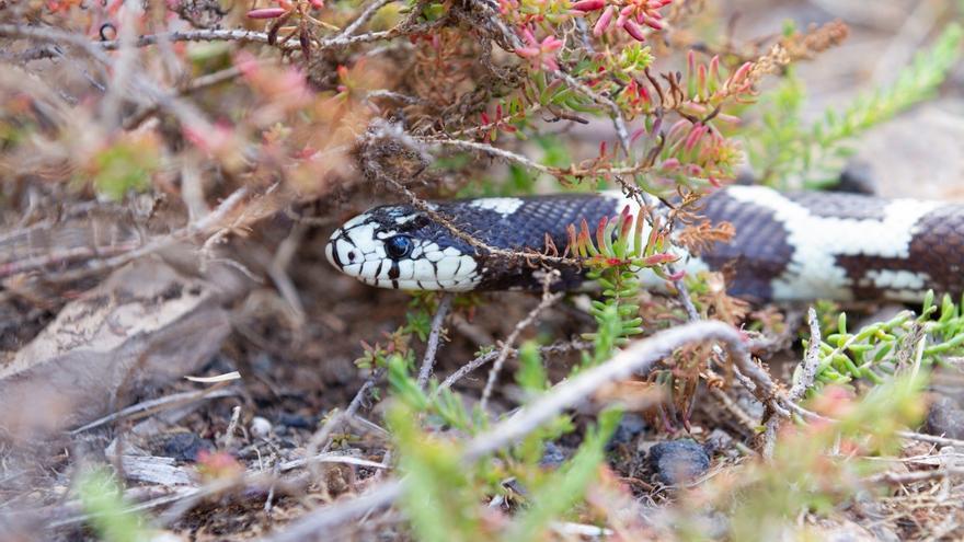 El lagarto gigante de Gran Canaria, acorralado por la culebra invasora californiana