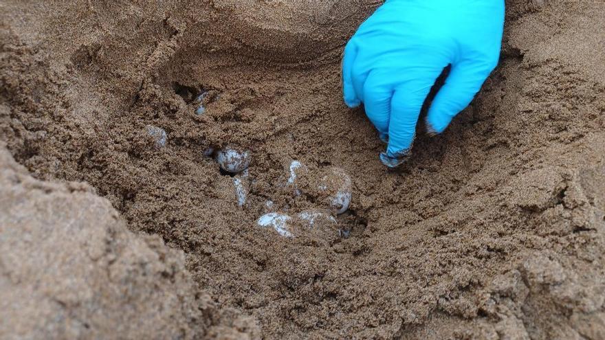 Calblanque acoge el segundo nido de tortuga boba este verano en la Región