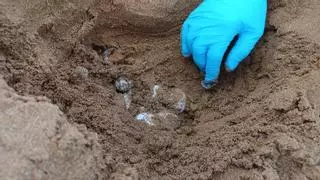 Calblanque acoge el segundo nido de tortuga boba este verano en la Región