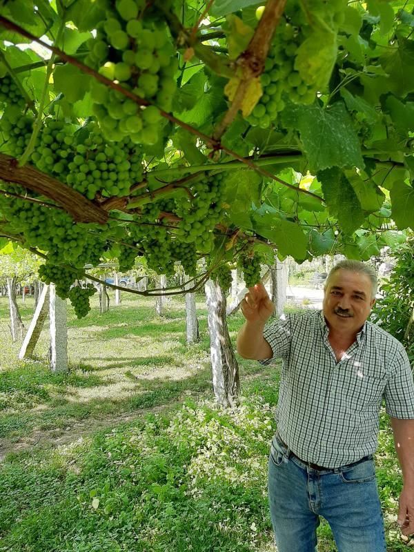 Guillermo Martínez en una de sus viñas. |