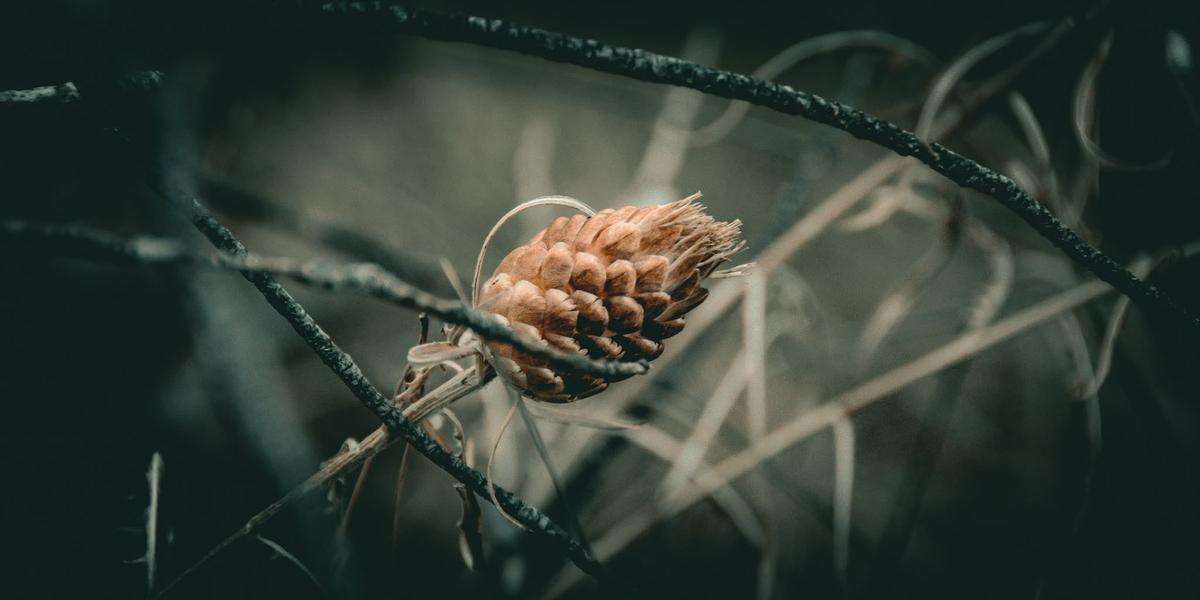 Natura
