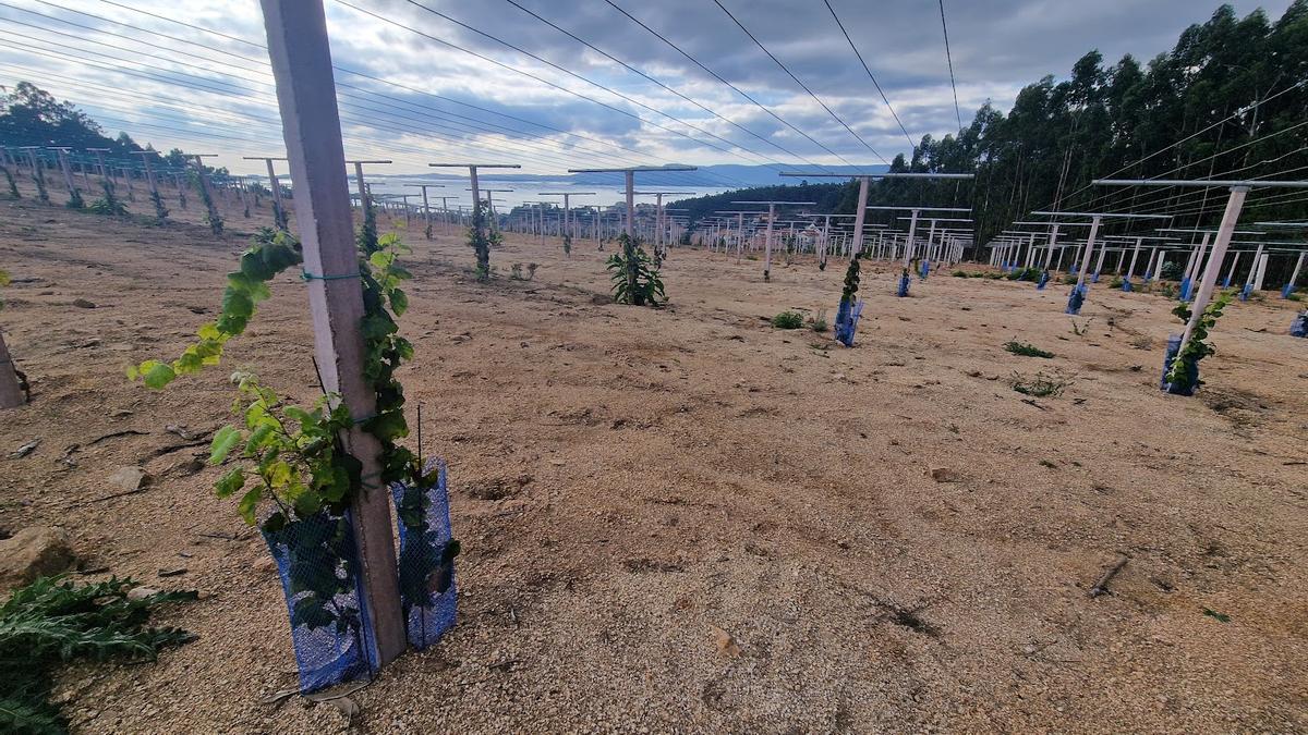 Las cepas de uva albariña plantadas por Lagar da Condesa en el entorno del campo de fútbol de Berdón y Guillán (Vilagarcía) crecen a buen ritmo. Esta foto muestra la consolidación del primero de sus viñedos.