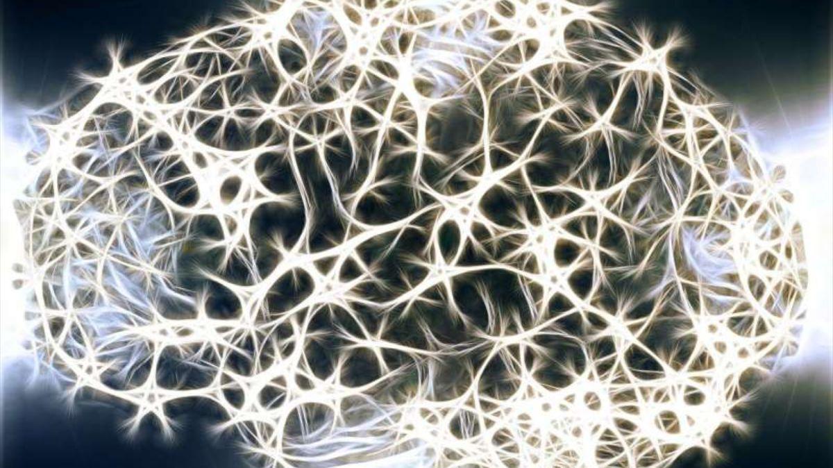Este desarrollo podría acercarnos cada vez más a modelos cerebrales que reflejen auténticamente la fisiología humana.