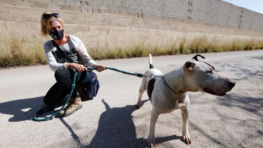 Vuelven los paseos con perros por las tardes para voluntarios en el centro de Sa Coma en Ibiza