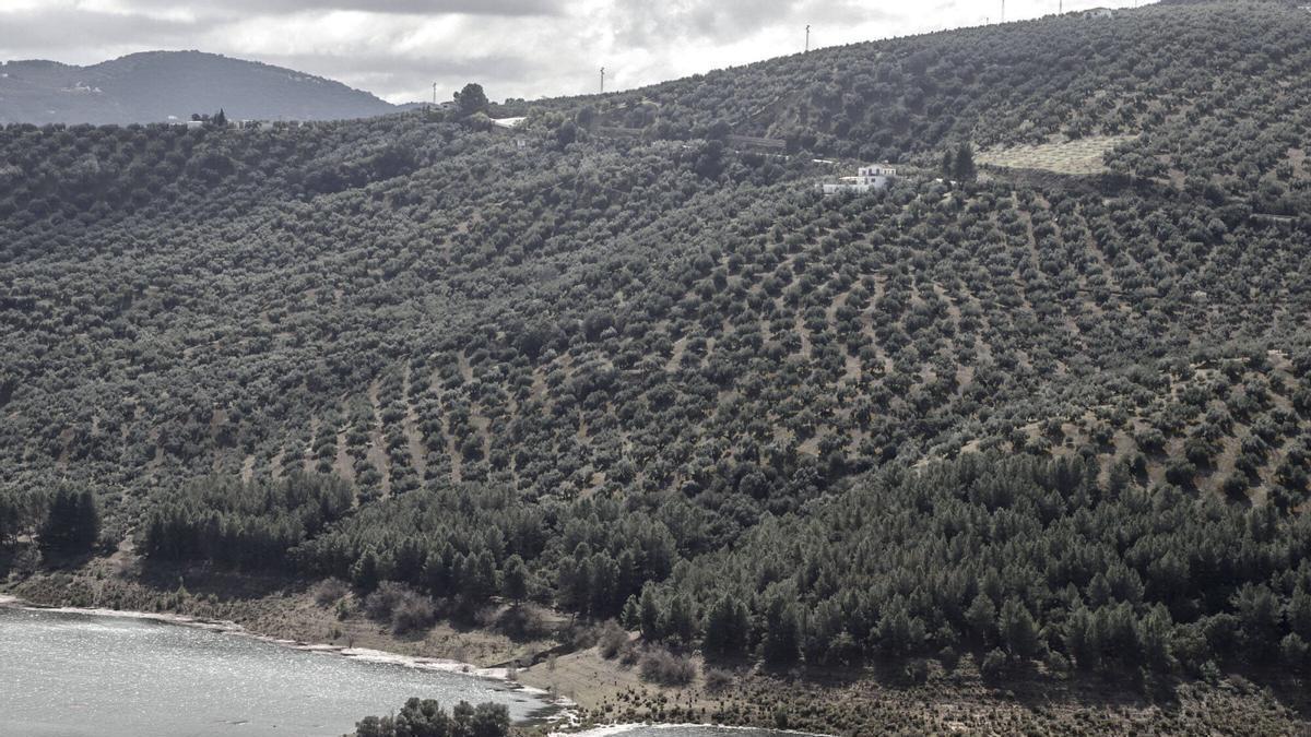 Construcciones rurales en un olivar de la Subbética cordobesa.
