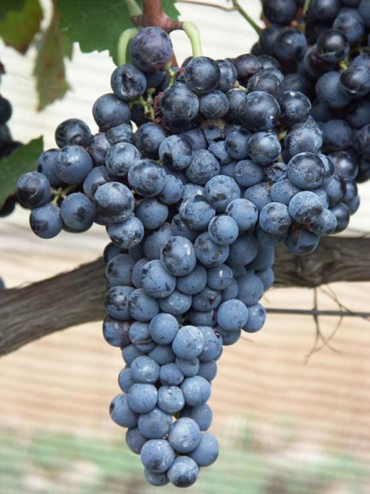 Variedad 'Escursac'.