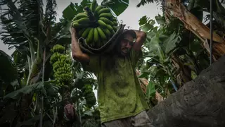 Los plataneros reclaman más protección para lidiar con Mercosur