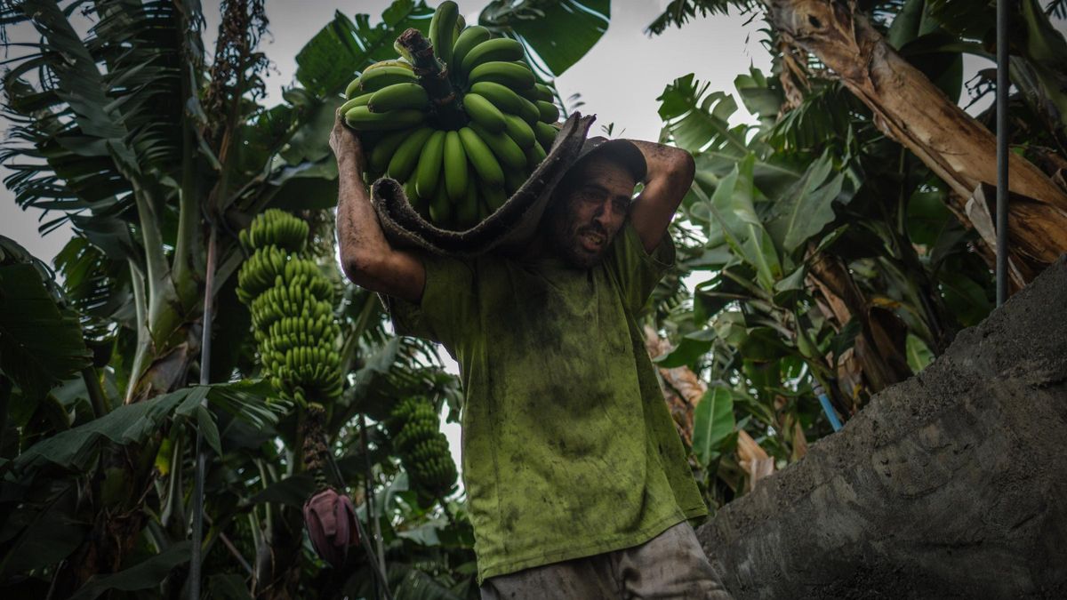 Un agricultor trabaja en una finca de plátanos canaria.
