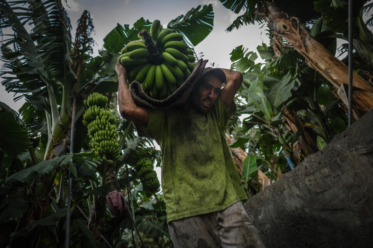 Un agricultor trabaja en una finca de plátanos canaria.