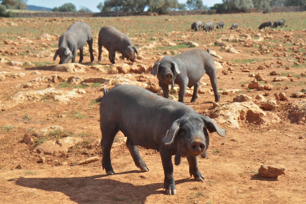 Die Schweine zur Wurst