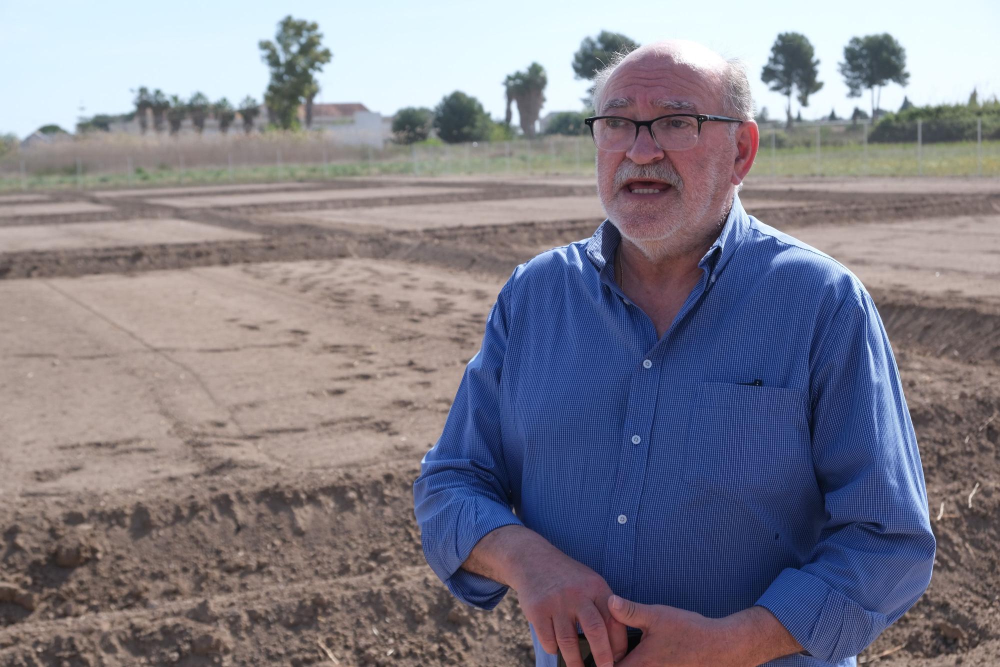 Así es la siembra de cáñamo en Callosa de Segura