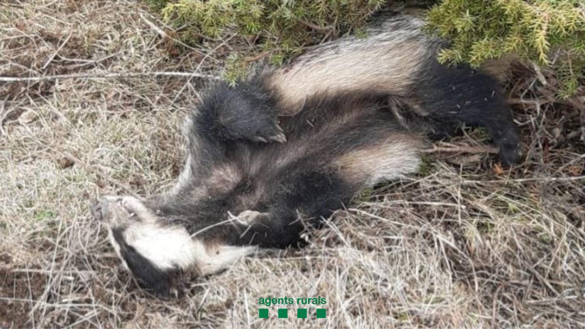 Imatge de l'exemplar de teixó localitzat sense vida en una àrea privada de caça de l'Alt Urgell