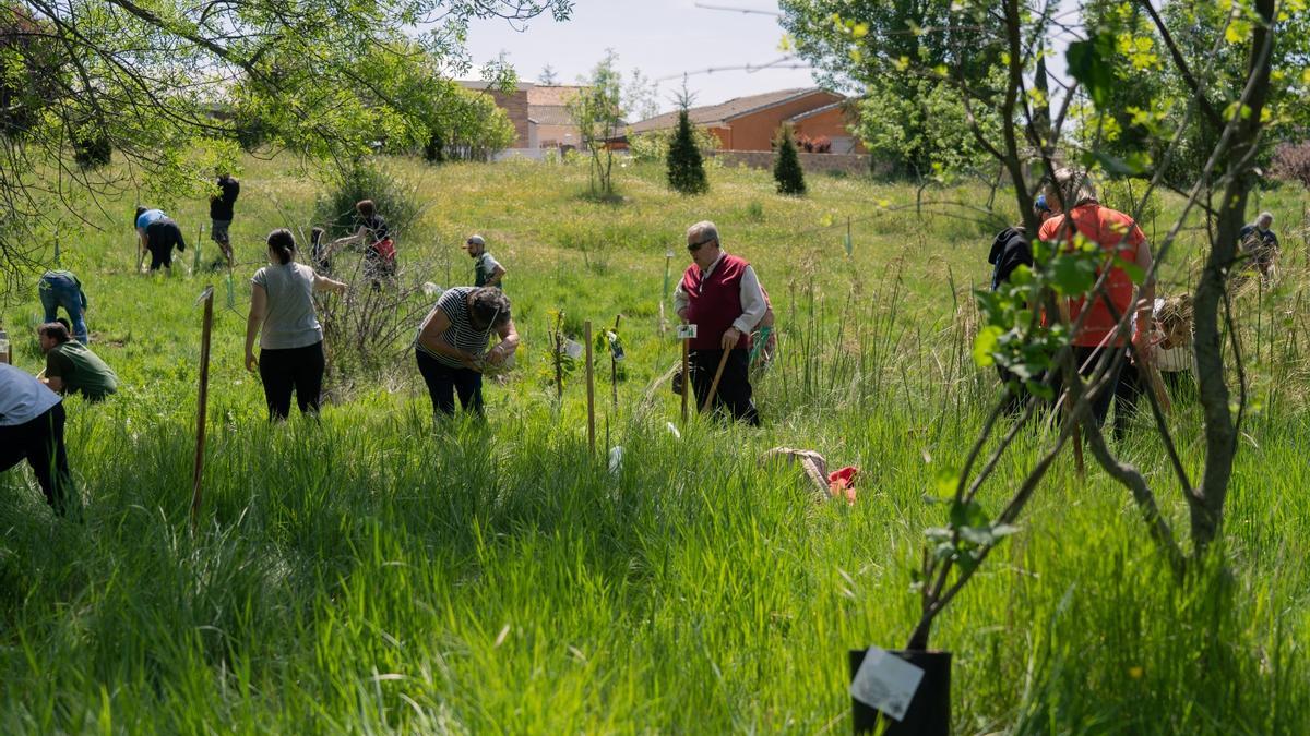 Crean bosques 'comestibles' para frenar el cambio climático generando alimentos.