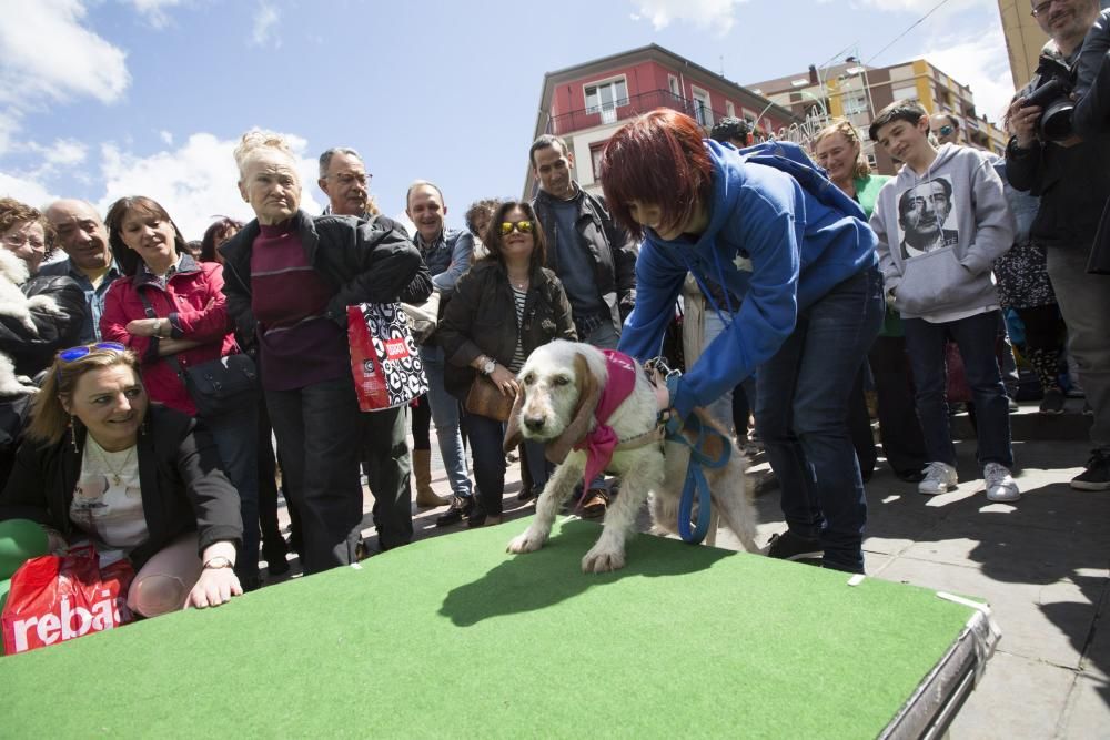 Desfile de perros en adopción en la calle Gascona de Oviedo