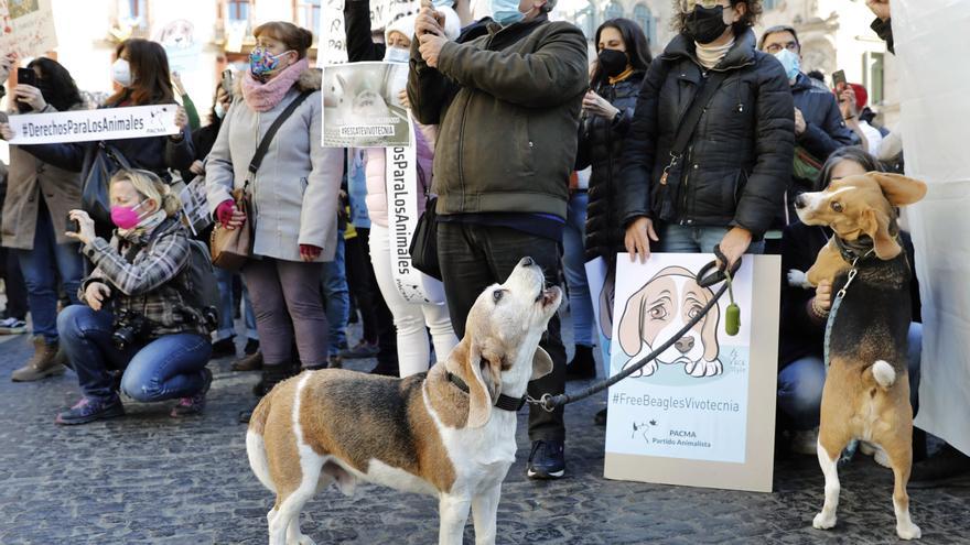 Decenas de personas protestan en Barcelona contra la experimentación con perros 'beagle'