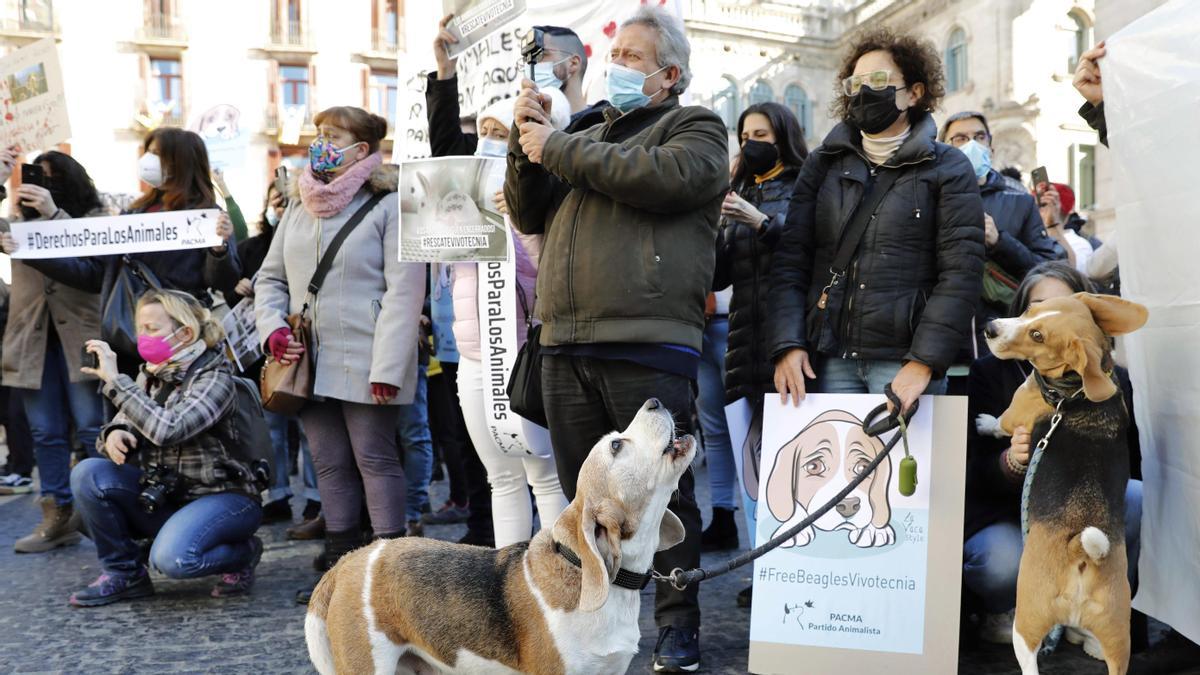 Decenas de personas protestan en Barcelona contra la experimentación con perros 'beagle'