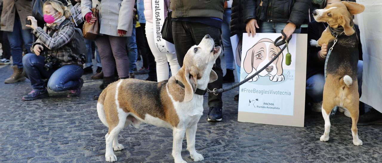 Varias personas y perros &#039;beagles&#039;, en la protesta de Barcelona.
