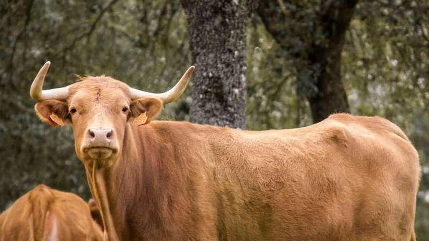 &quot;Antojadiza&quot;, el astado de la Peña NTE.