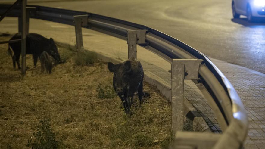 Les poblacions de senglar s&#039;aproximen al seu màxim a les comarques de Girona