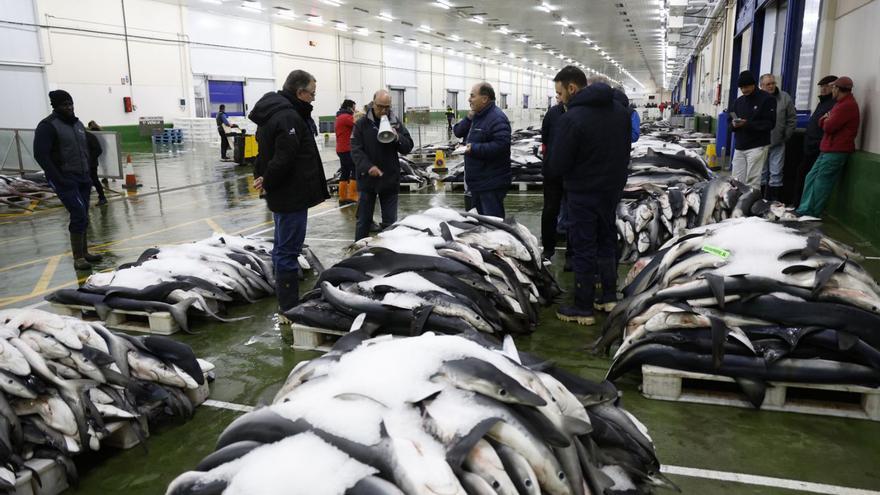 La Comisión Europea se abre a prohibir el comercio de aletas de tiburón “a granel”