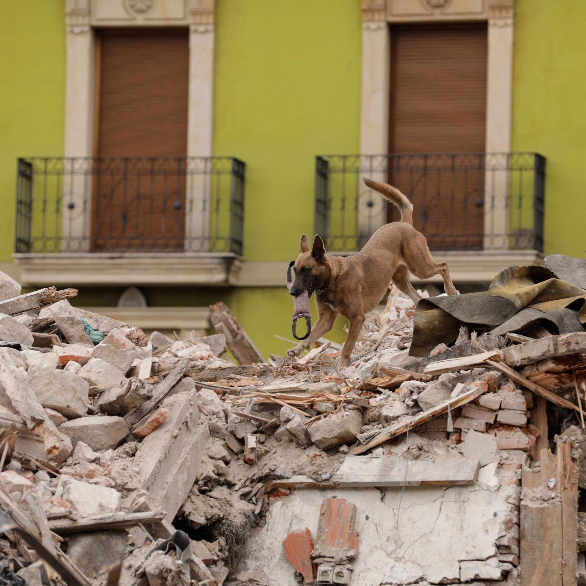 El entrenamiento de la Unidad Canina de Rescate del Principado en Gijón, en imágenes