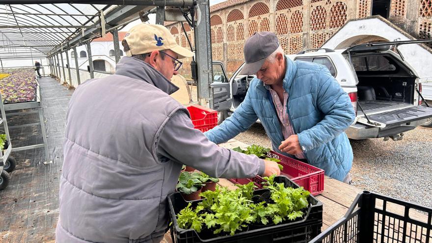 Comienza la campaña de reparto de plantas ornamentales para la época invernal