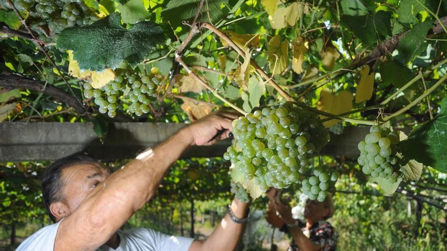 La vendimia en la comarca de O Salnés.