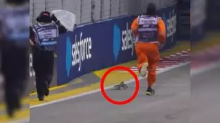 Un lagarto invade la pista en el Gran Premio de Singapur de Fórmula 1