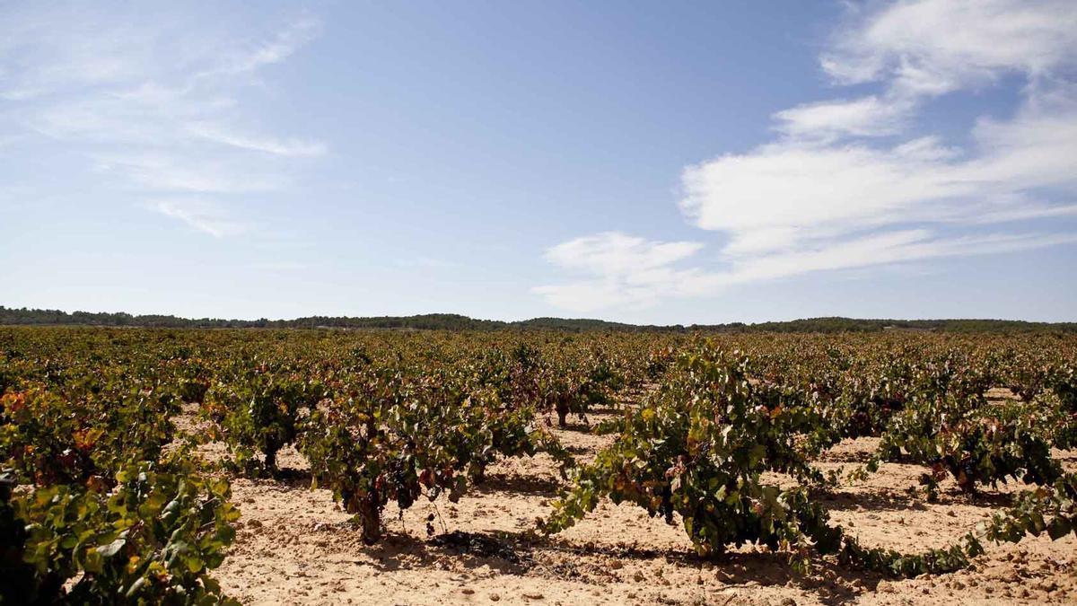 Murviedro se ha ganado el beneplácito del consumidor gracias a unos vinos de notable personalidad.