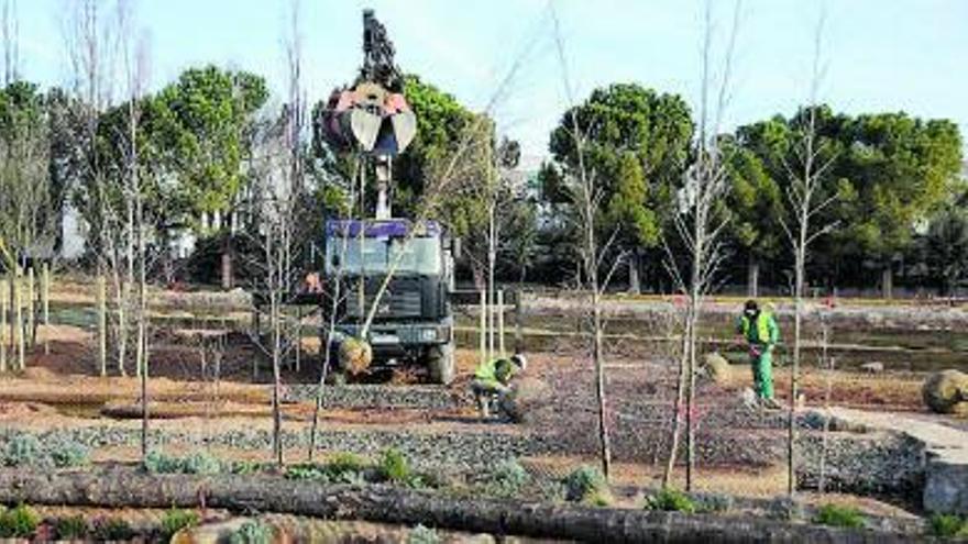 Unes desenes dels arbres plantats al nou parc | E.B.