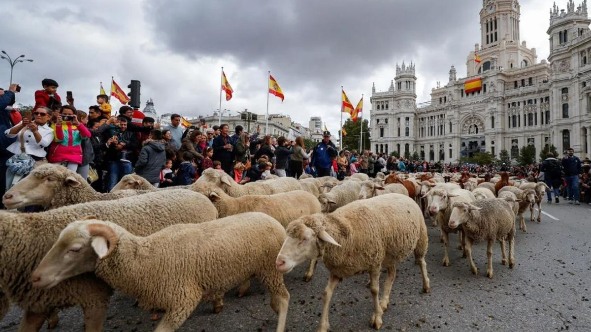 Miles de ovejas y cabras recorren el centro de Madrid con sus pastores en la XXXII edición de la Fiesta de la Trashumancia