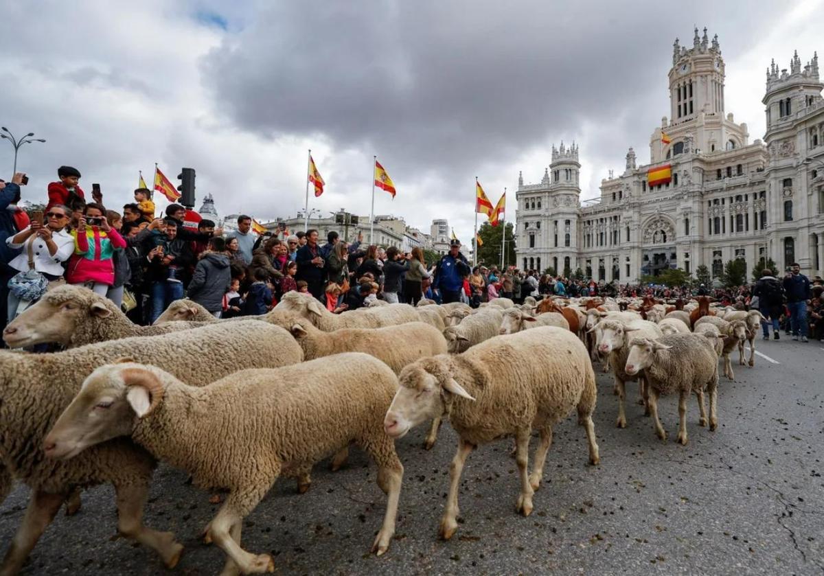Fiesta de la Trashumancia en Madrid: el paso de las ovejas por la capital.