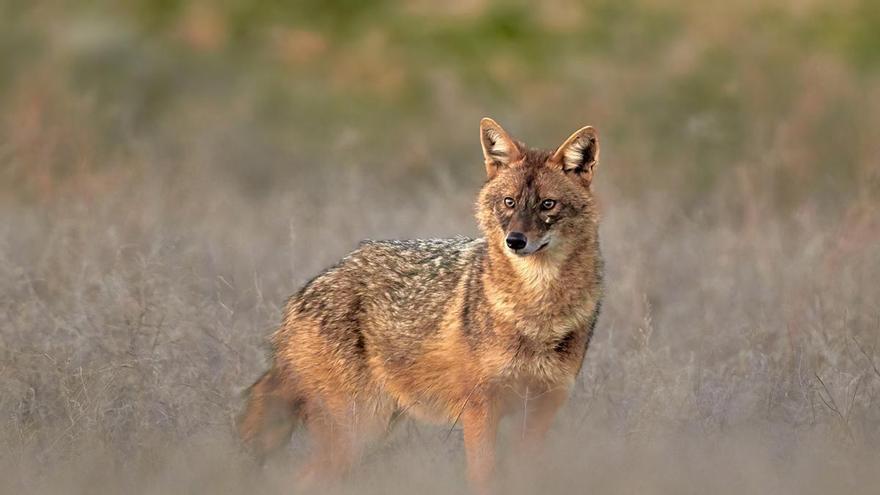 Un estudio augura una expansión del chacal en España si se reduce la presencia del lobo