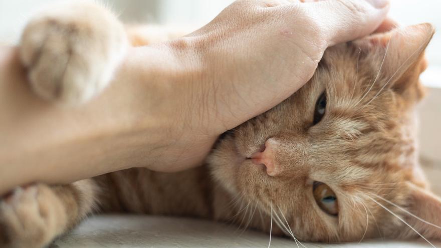 Prueba esto para que tu gato sea más cariñoso - La Opinión de A Coruña