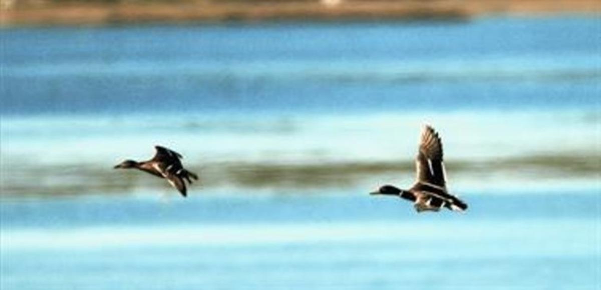 El vol dels ànecs del parc natural del delta de l’Ebre, que actualment compta amb gairebé 8.000 hectàrees protegides. El vol dels ànecs del parc natural del delta de l’Ebre, que actualment compta amb gairebé 8.000 hectàrees protegides.