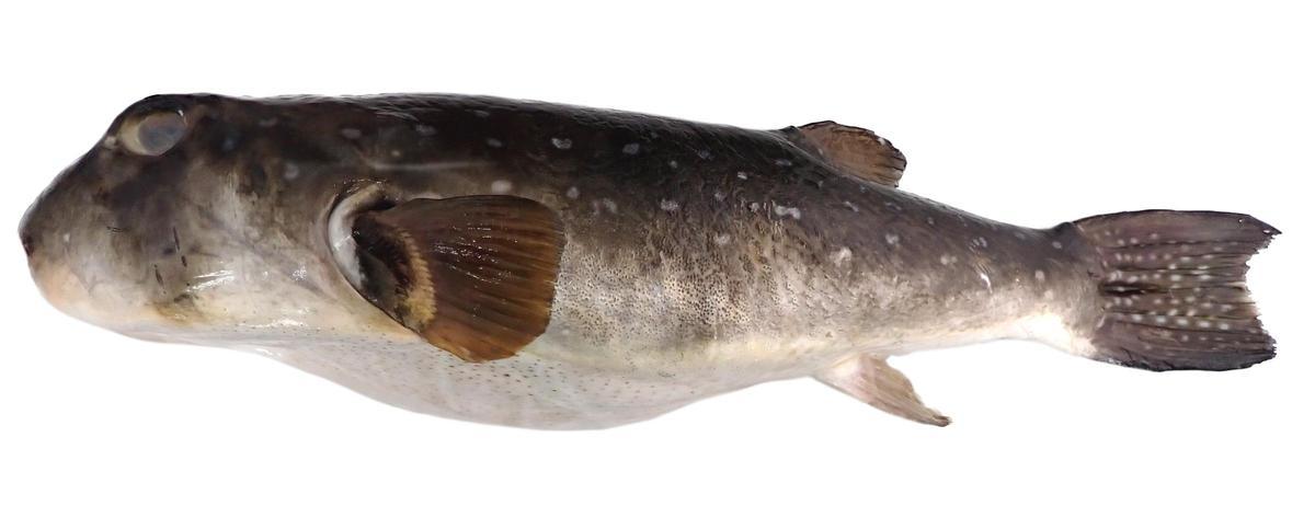 Ejemplar de tamboril de tierra capturado.