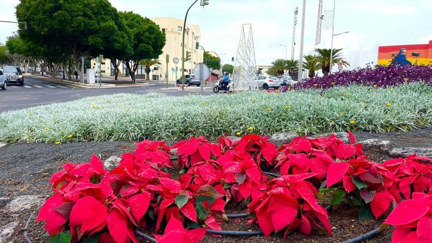 Flores de pascua plantadas en Arrecife. | |