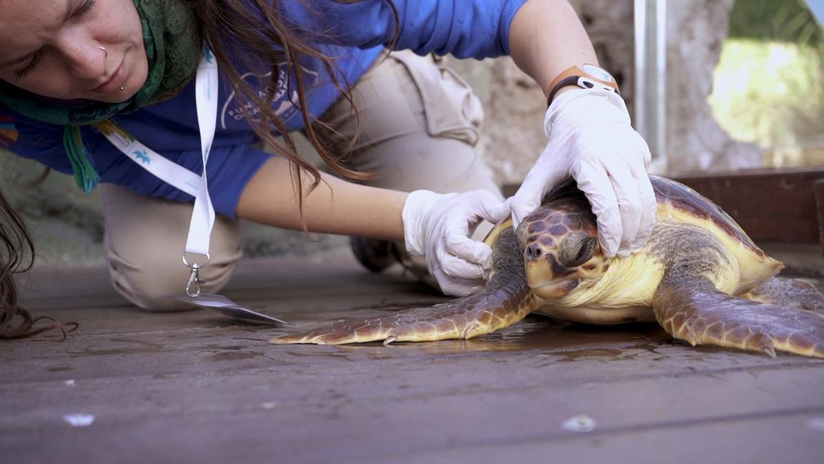 La tortuga número 800 ingressa en l'ARCA del Mar de l'Oceanogràfic