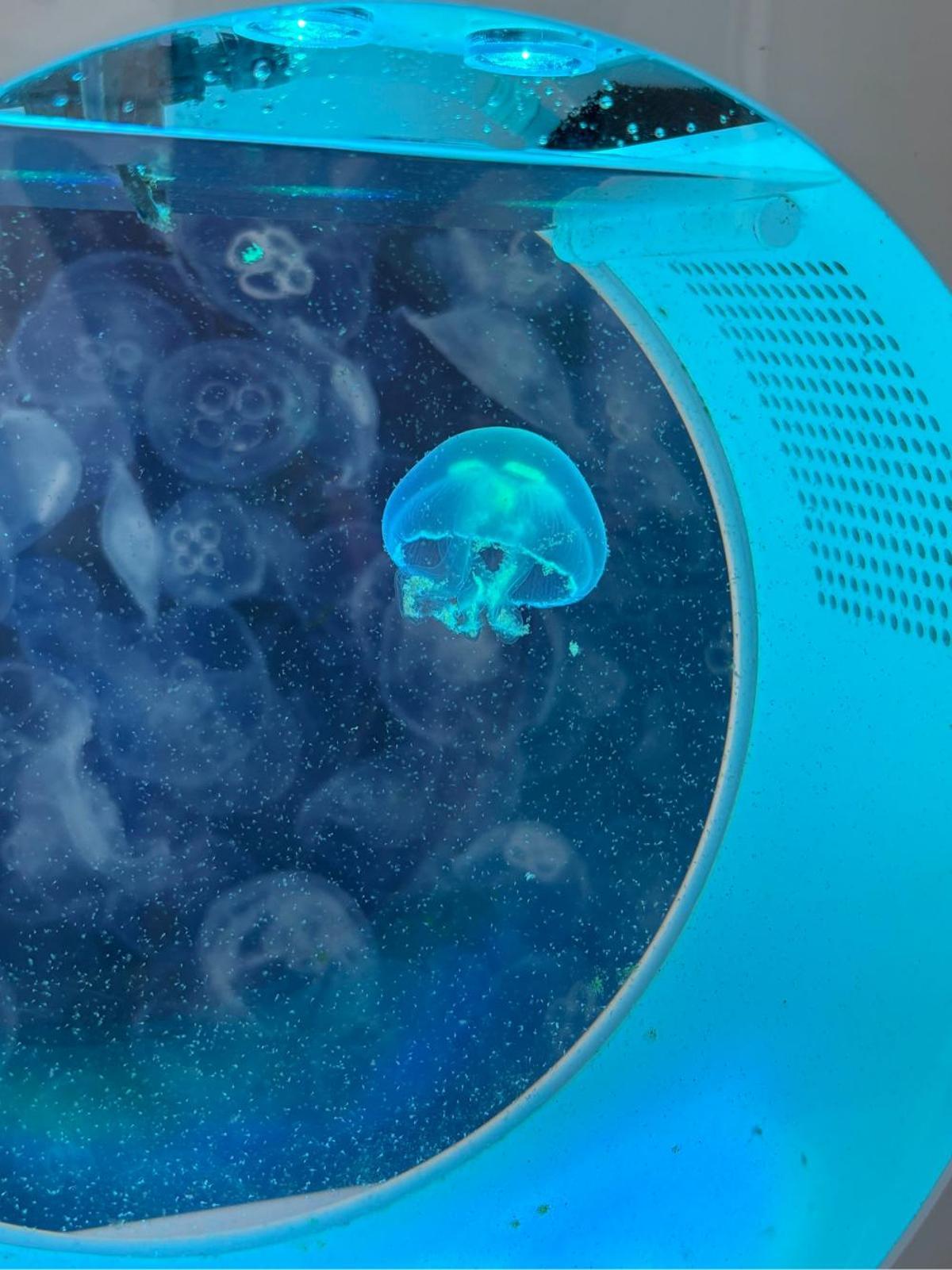 Una medusa nada en un tanque tipo Kreisel en el laboratorio, un sistema diseñado para mantenerlas en movimiento continuo e imitar las corrientes naturales del océano.