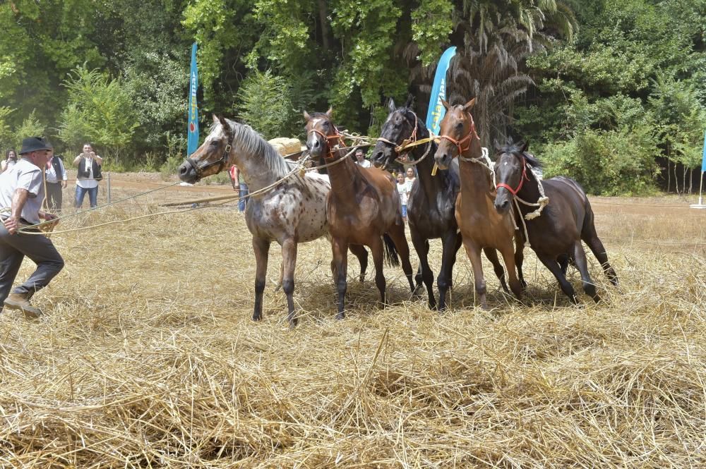 Feria de ganado