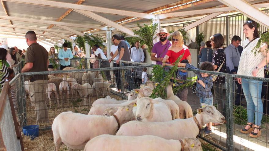 Visitantes de la feria observan un corral de ovejas