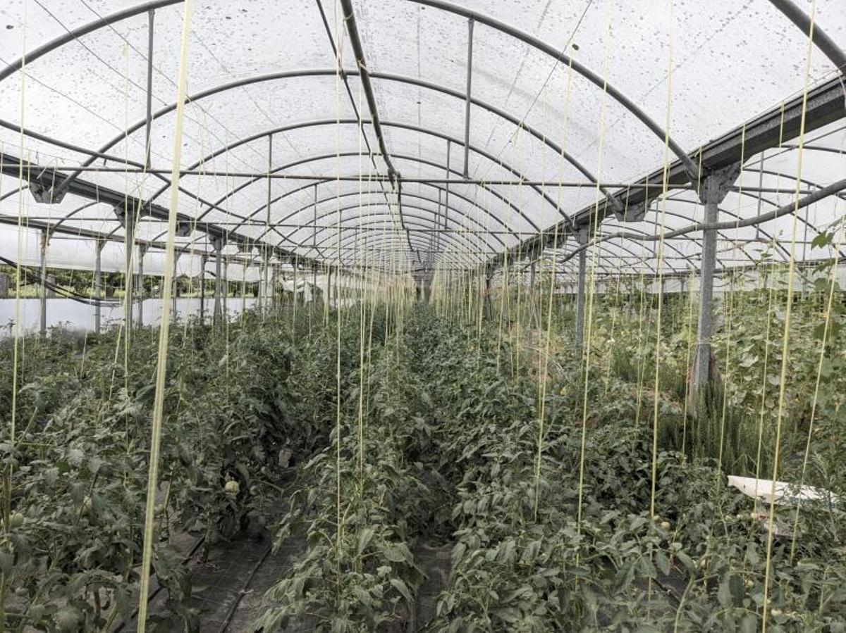 Eduardo está muy unido a su abuela Luisa, exvendedora en la plaza de Vilagarcía. | // FDV