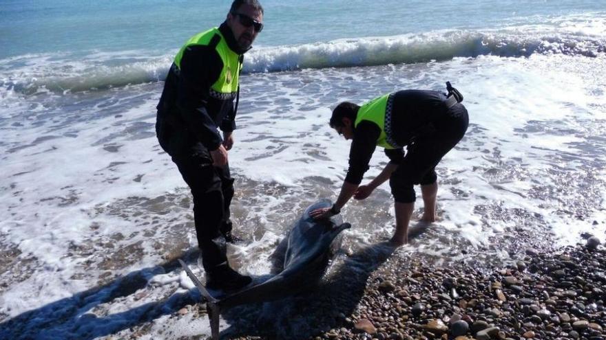La Policía Local de Nules rescata a un delfín