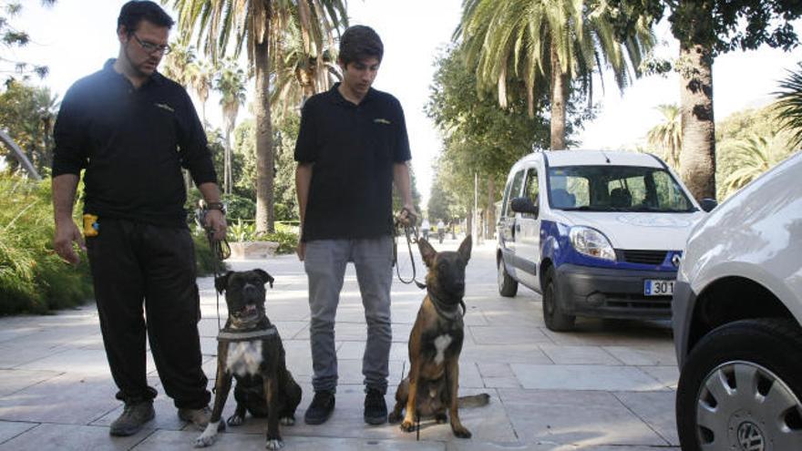 Los perros Virus y Boa han demostrado su pericia en la lucha contra el picudo.