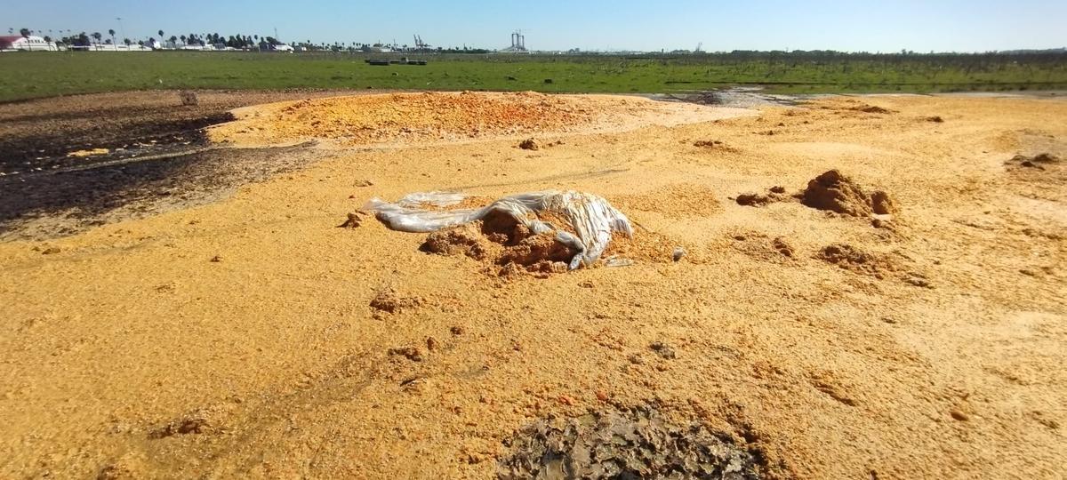 Imagen del vertido de naranjas amontonado en Tablada.