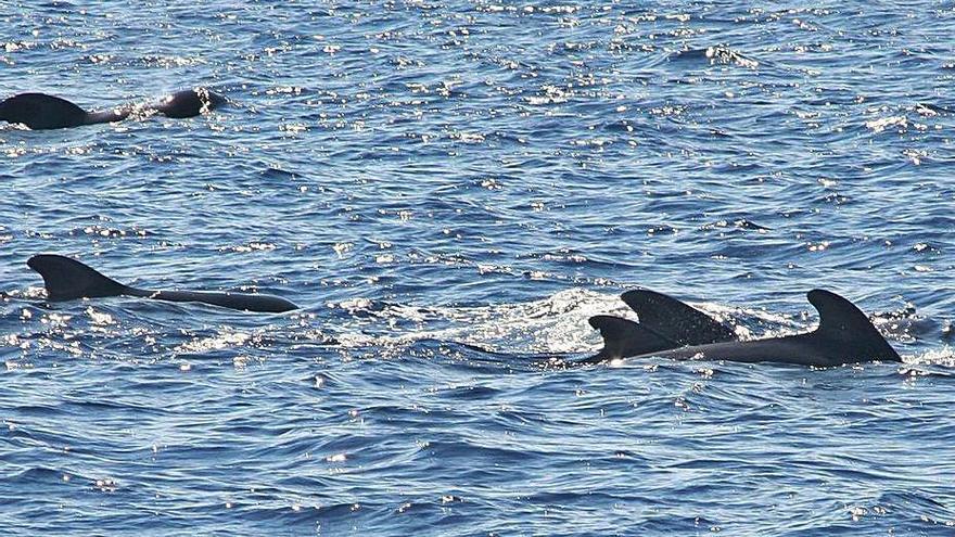 Varios delfines son observados desde un barco en Puerto Colón (Adeje).