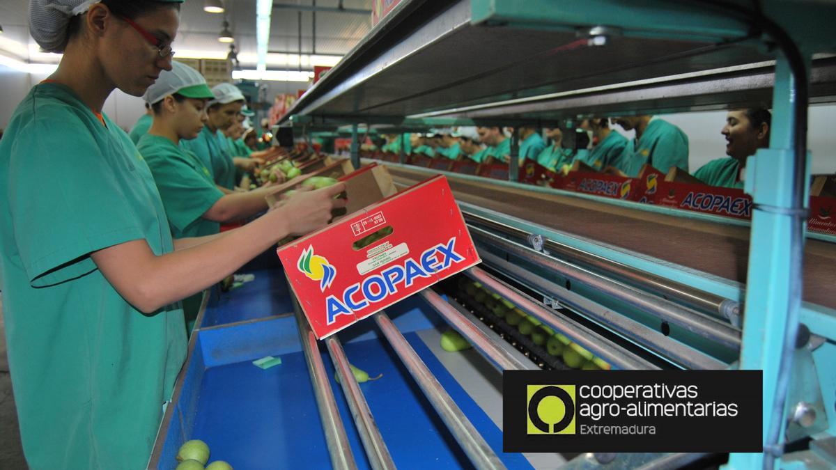 Mesa de clasificación de fruta en una cooperativa extremeña.