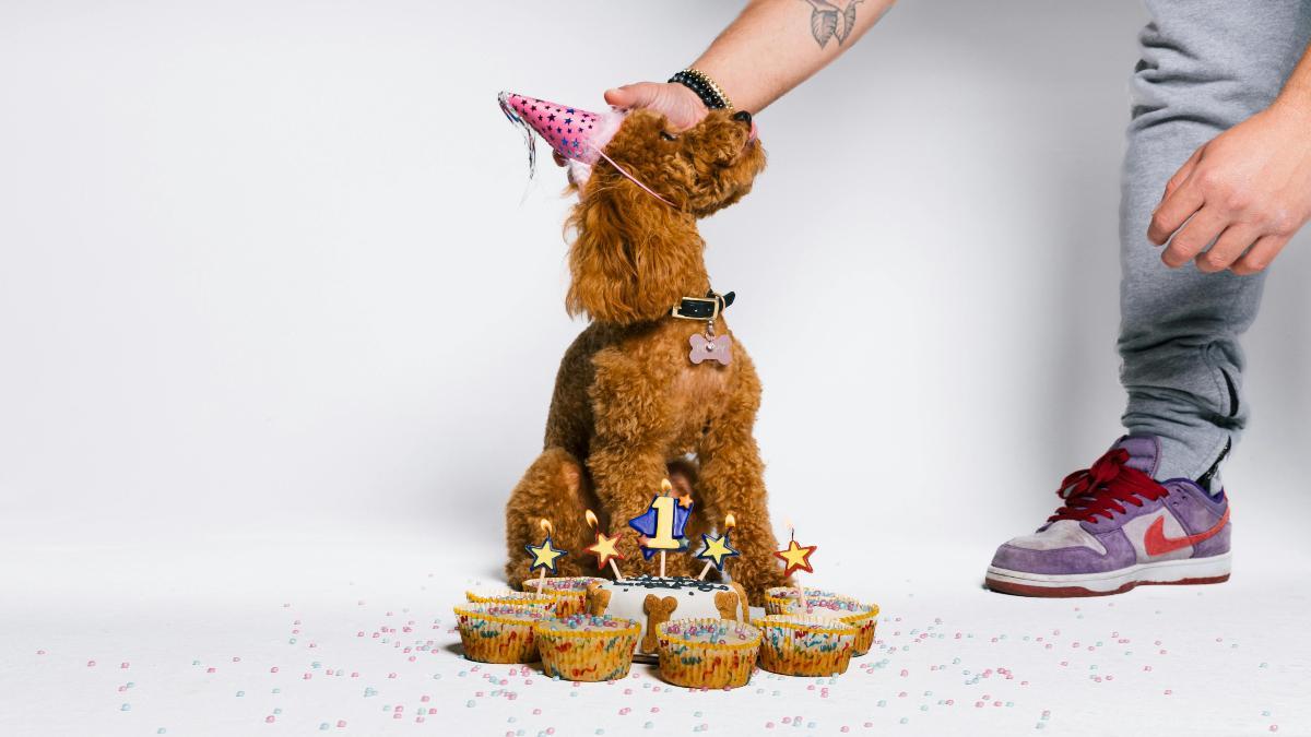 Mascota celebrando cumpleaños